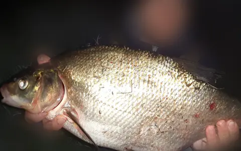 Złapany leszcz, który lubi zapach robaków. Ryba ma srebrzyste łuski i jest trzymana w dłoniach.