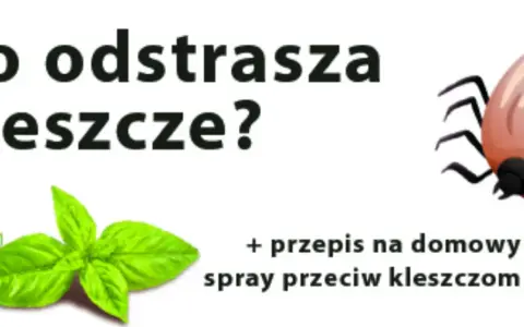 Kleszcze: Jak się chronić? Skuteczne metody dla ludzi i zwierząt