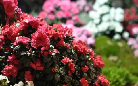 Piękne, czerwone azalie w pełni rozkwitu. W tle widać delikatne różowe i białe kwiaty, tworząc barwną kompozycję. To idealny czas, kiedy kwitną azalie.