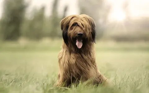 Owczarek francuski briard cena: piękny pies z długą, brązową sierścią siedzi na trawie, z językiem na wierzchu.
