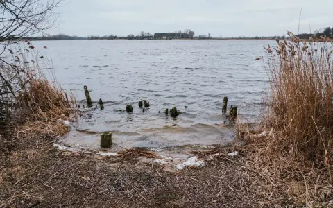 Brzeg jeziora Gopło z wystającymi z wody drewnianymi słupkami i suchą trzciną.