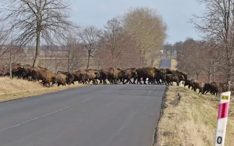 Stado żubrów maszeruje przez drogę na Podlasiu. Zwierzęta tworzą imponujący widok, przemierzając asfaltową nawierzchnię.