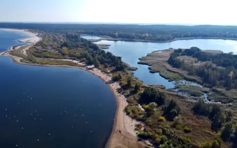 Malownicze ujście Wisły z piaszczystą plażą, lasem i spokojnymi wodami, gdzie pływają ptaki.