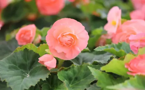 Delikatne, łososiowe kwiaty begonia odmiany tworzą bujne kępy wśród zielonych, ząbkowanych liści.