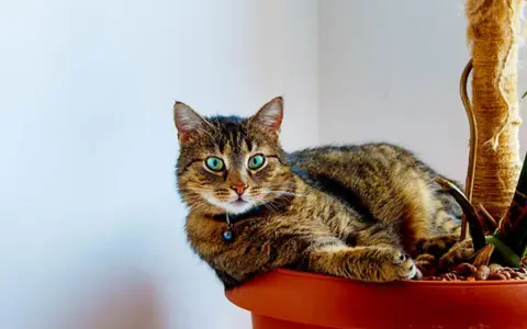 En randig katt med gröna ögon vilar i en blomkruka, bredvid en ampellilja.
