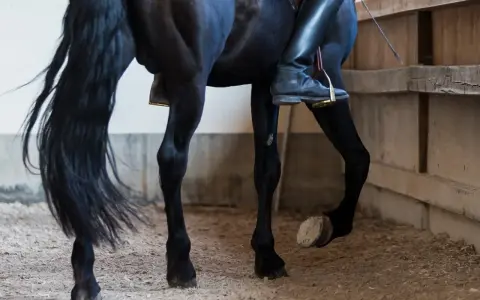 Ein schwarzes Pferd mit langer Mähne bewegt sich im Kreis. Der Reiter trägt schwarze Reitstiefel und sitzt auf dem **schenkelweichen Pferd**.