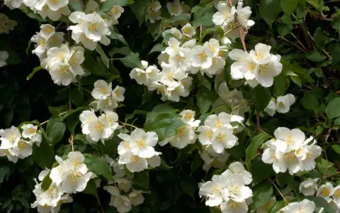 En frodig schersmin buske med många vita, doftande blommor och gröna blad.
