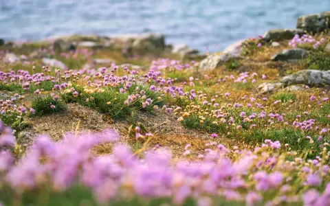 Lummiga ängar med rosa strandpioner vid havet, en svensk riviera i miniatyr.
