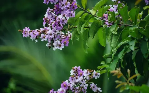 Grappes de fleurs mauves et blanches sur une branche de lagerstroemia, avec des feuilles vertes luxuriantes en arrière-plan.