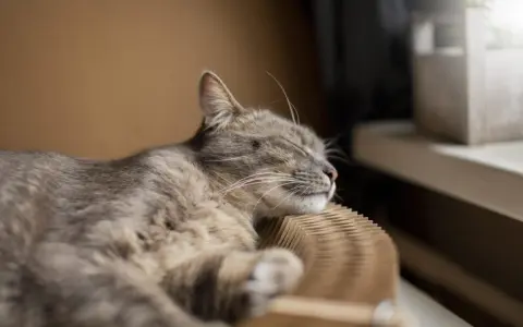 Eine Katze schläft friedlich auf einem Kratzbrett. Die Frage, ob der Vermieter Katzen verbieten darf, beschäftigt viele Tierfreunde.