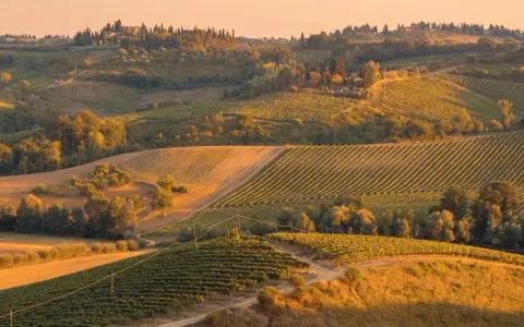 Un viale dei cipressi toscana si snoda tra dolci colline coltivate a vigneti, illuminate dalla luce dorata del tramonto.