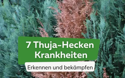 Grüne und braune Thuja-Zweige. Text: "7 Thuja-Hecken Krankheiten. Erkennen und bekämpfen.
