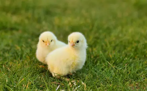 Due pulcini gialli sull'erba. Chissà quanto ci mette un pulcino a diventare gallina, ma questi sembrano pronti a esplorare il mondo.