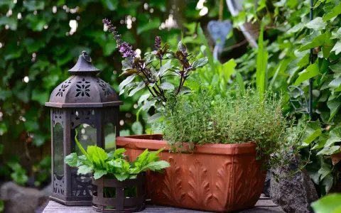 Lanterna décorative et plantes aromatiques, dont un thym citron, dans un jardin verdoyant.