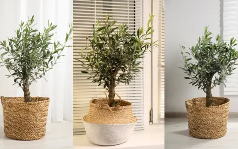 Un frondoso olivo en maceta, con su tronco robusto y hojas verdes, decora el interior.