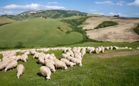 Un gregge di pecore pascola in un prato verde, con dolci colline ondulate e un cielo azzurro sullo sfondo.