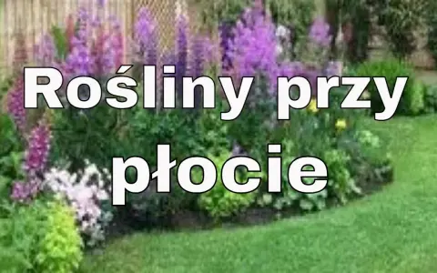 Co posadzić pod płotem betonowym, aby zyskać piękny ogród?