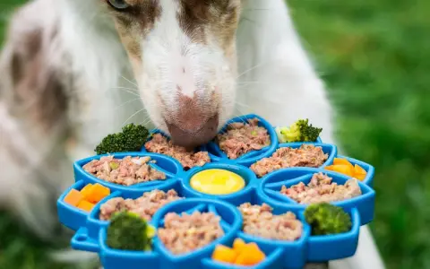 Un chien savoure un aliment bon pour chien dans un distributeur bleu rempli de pâtée, brocolis et carottes.