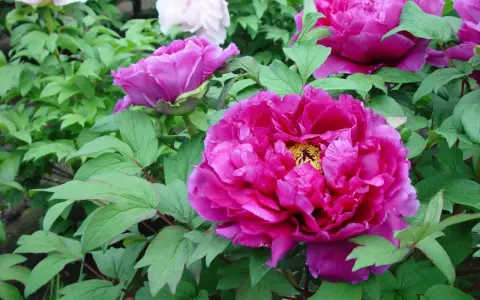 Fylliga, ceriserosa blommor av paeonia suffruticosa omgivna av gröna blad. En vit pion syns i bakgrunden.