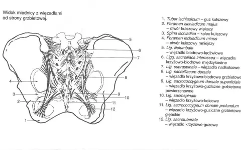 Anatomia miednicy z widoczną budową kości krzyżowej i więzadeł. Ilustracja przedstawia więzadła krzyżowo-biodrowe i krzyżowo-guziczne.