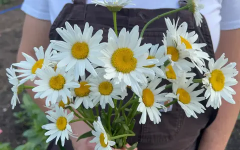A bouquet of Shasta daisies, perfect for planting when to plant shasta daisy seeds in spring or fall for a beautiful summer bloom.