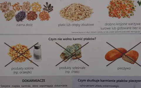 Kaczki jedzą ziarna zbóż, płatki, otręby i drobno krojone warzywa. Nie wolno karmić ich solonymi produktami, spleśniałym chlebem ani pieczywem.