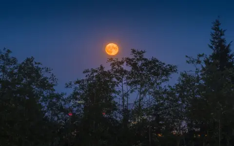 Pomarańczowa pełnia lipiec wschodzi nad ciemnymi drzewami, oświetlając nocne niebo.