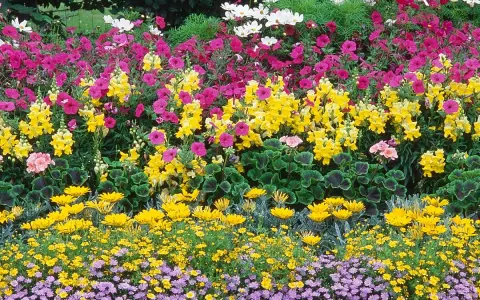 Un magnifique parterre de fleurs multicolores, rose, jaune et blanc, devant une maison.