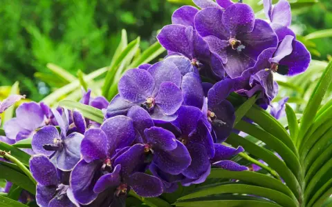 Grappe d'orchidées violettes éclatantes, leurs pétales veloutés évoquant la beauté éphémère et la durée de vie d'une orchidée.