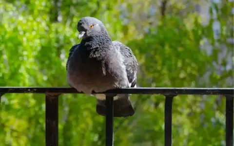 Gołąb siedzi na balustradzie, a za nim zielone drzewa. Ciekawe, jakiego zapachu nie lubią gołębie, bo ten na pewno go nie odstrasza.