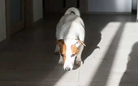 Jack Russell terrier wącha podłogę, jakby szukał czegoś, czego zapachu nie lubią psy.