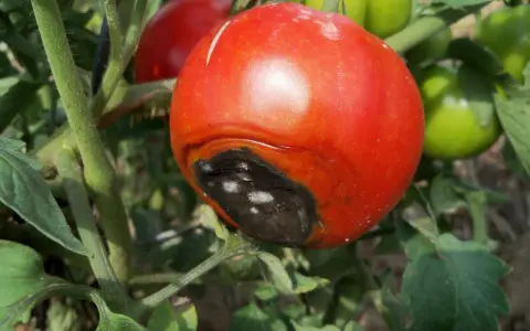 Pomodoro maturo con marciume apicale, una macchia scura e necrotica sul fondo. Altri pomodori verdi e rossi sullo sfondo.