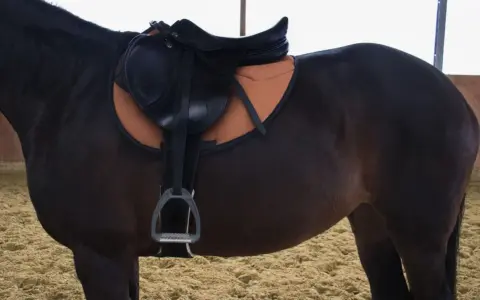 Dunkles Pferd mit Sattel und orangefarbenem Mondgurt. Bereit für einen Ausritt.
