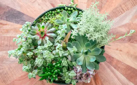 Un surtido de **plantas crasas** en una maceta negra, con texturas y tonos verdes variados, sobre una mesa de madera.