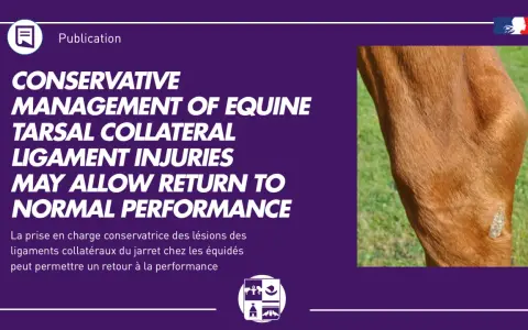 Gros plan sur le jarret d'un cheval, montrant une blessure au ligament. La rééducation ligament suspenseur du boulet est possible.