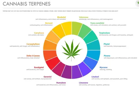 Diagrama circular muestra terpenos naturales de cannabis y sus propiedades: antiinflamatorio, relajante, etc.
