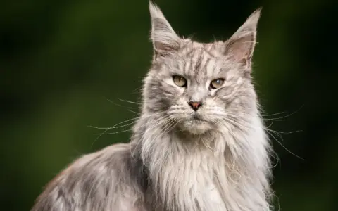 Szary, długowłosy kot Maine Coon z zielonymi oczami. Zastanawiasz się, ile żyje kot dachowiec? Ten majestatyczny kot wygląda na zdrowego i silnego.
