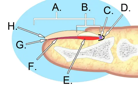 Schéma illustrant l'anatomie de l'ongle, montrant ses différentes parties et structures sous-jacentes.