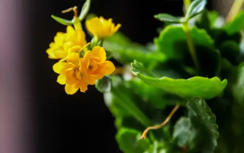 Żółte kwiaty kalanchoe, gotowe do rozmnażania.