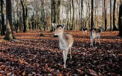 Wildpark Schwarze Berge: Alle Infos für Ihren perfekten Besuch