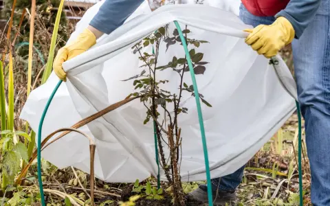 Ochrona róży przed mrozami. Ręce w żółtych rękawiczkach przytrzymują białą agrowłókninę, osłaniającą młode kwiaty.