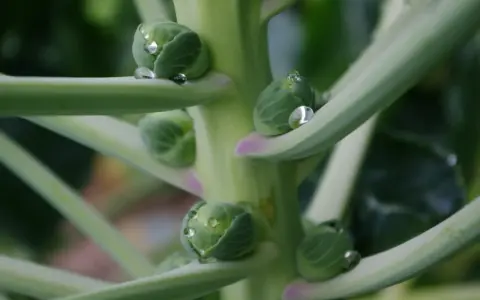 Gocce di rugiada brillano sui piccoli cavoletti di Bruxelles ancora attaccati al loro stelo verde.