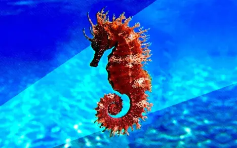 Un majestuoso caballito de mar real, de color rojizo, se enrosca en un fondo azul vibrante, evocando la magia del océano.