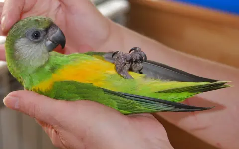 Un pappagallo verde e giallo, tenuto tra le mani, mostra il suo addomesticare significato attraverso la fiducia.