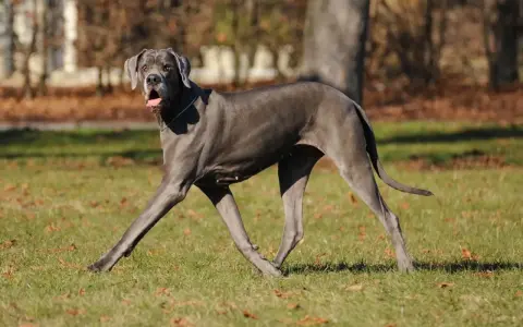 Piękny, szary dog niemiecki biegnie po trawie, z językiem na wierzchu.