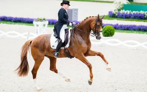 Reiterin in Zylinder und Frack reitet braunes Pferd mit Nummer 306. Ein Bild, das Fairness im Sport zeigt, fernab jeder dopingliste pferd.