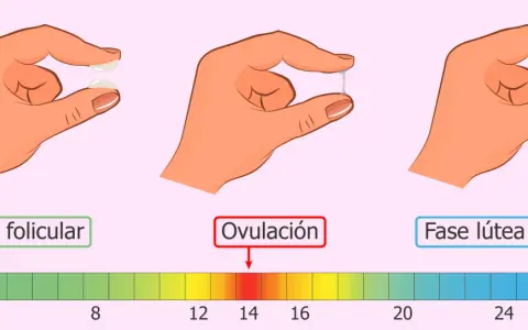 Moco cervical: fase folicular (seco), ovulación (elástico, como clara de huevo) y fase lútea (espeso, antes de la menstruación).