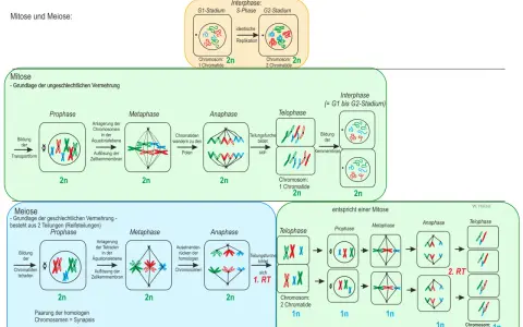 Vergleich von Mitose und Meiose: Die Meiose zeigt die Bildung von Tetraden und die Teilung homologer Chromosomen.