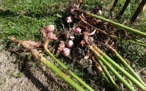 Récolte de topinambours fraîchement déterrés, montrant les tubercules roses et les tiges vertes sur l'herbe. La culture de topinambour est visible.
