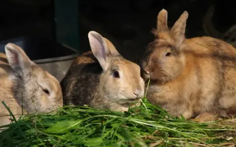 Tre coniglietti mangiano erba fresca. La loro dieta è fondamentale per capire quanto deve mangiare un coniglio.